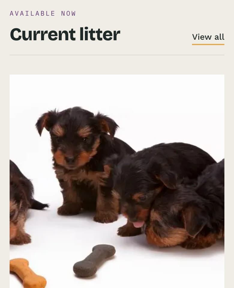 Detail view of the Bramblewood Yorkies website