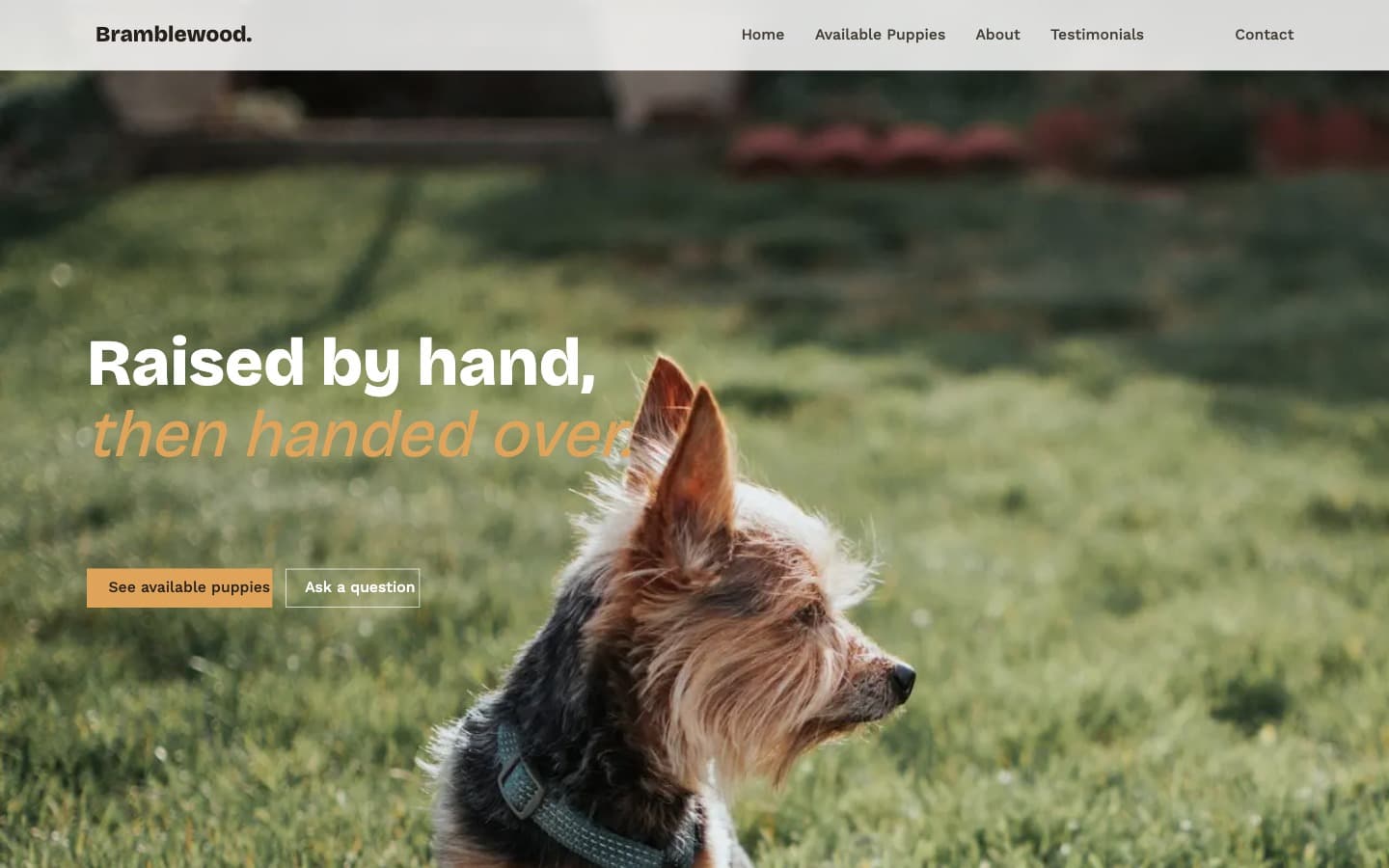 Screenshot of the Bramblewood Yorkies website